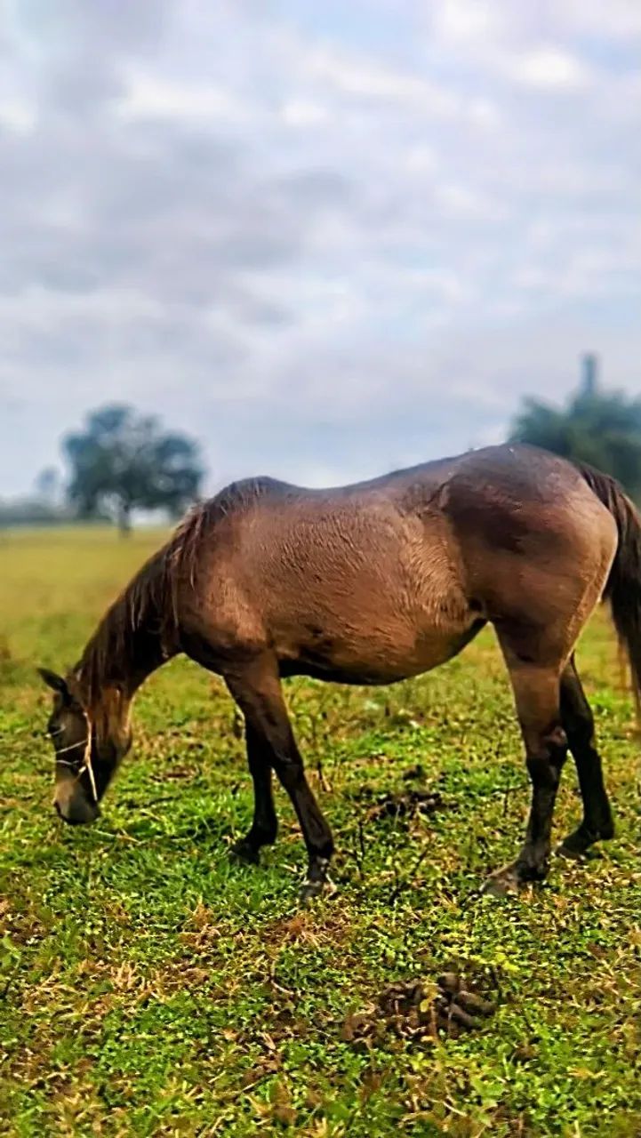 Cavalo 