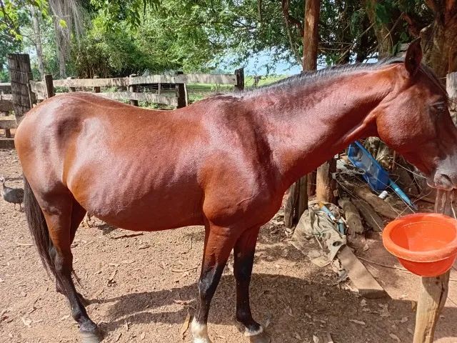 cavalo - Foto 2