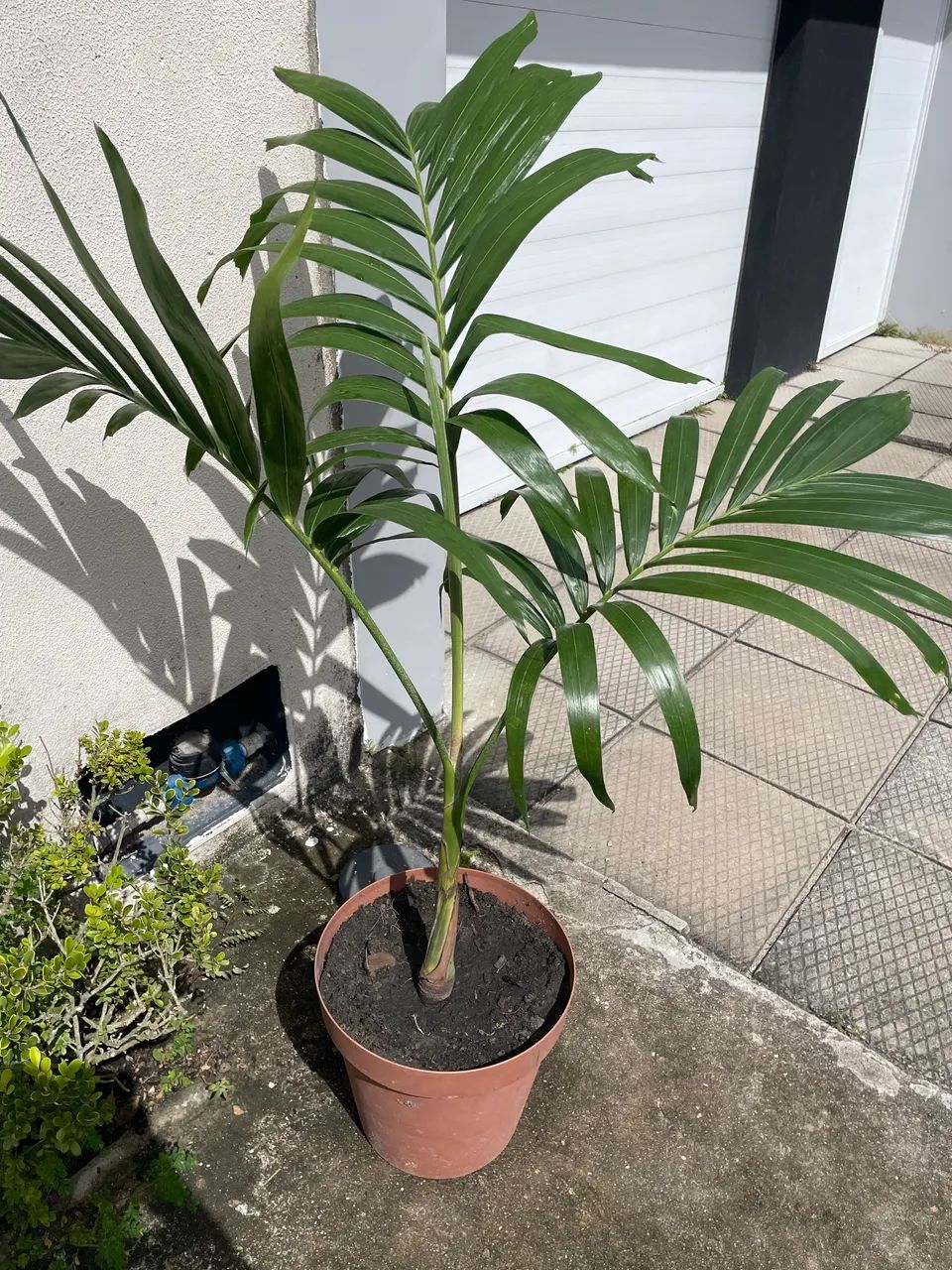 Palmeira imperial