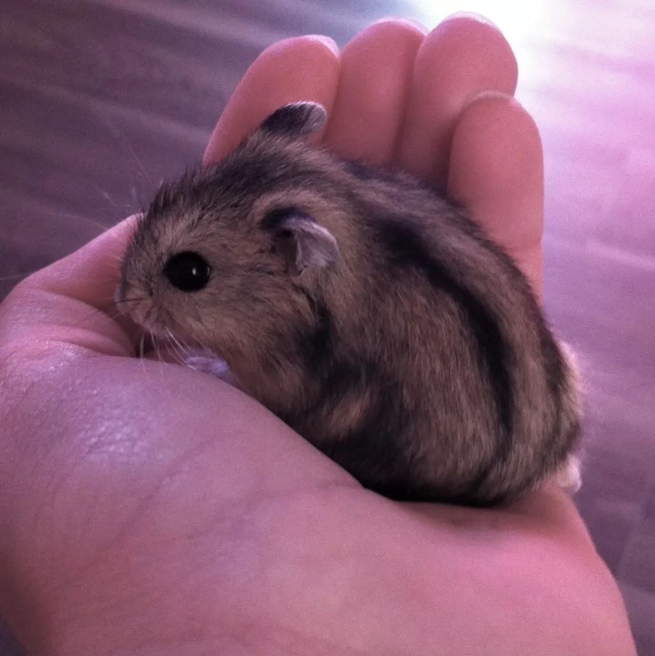 Hamster anão russo 