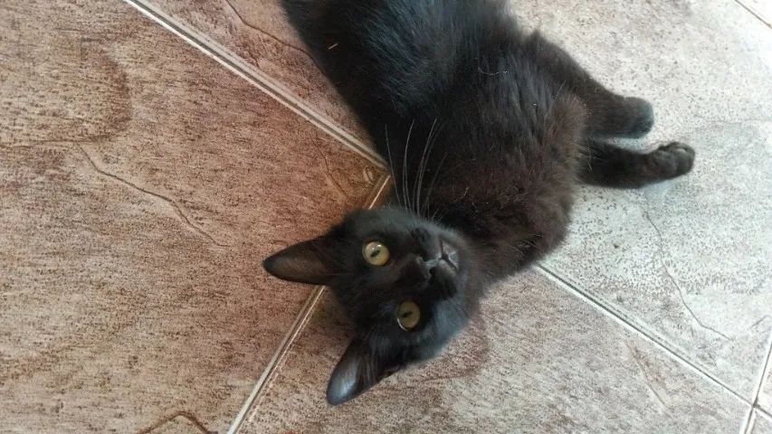 Gatinha dócil para adoção responsável  - Foto 5