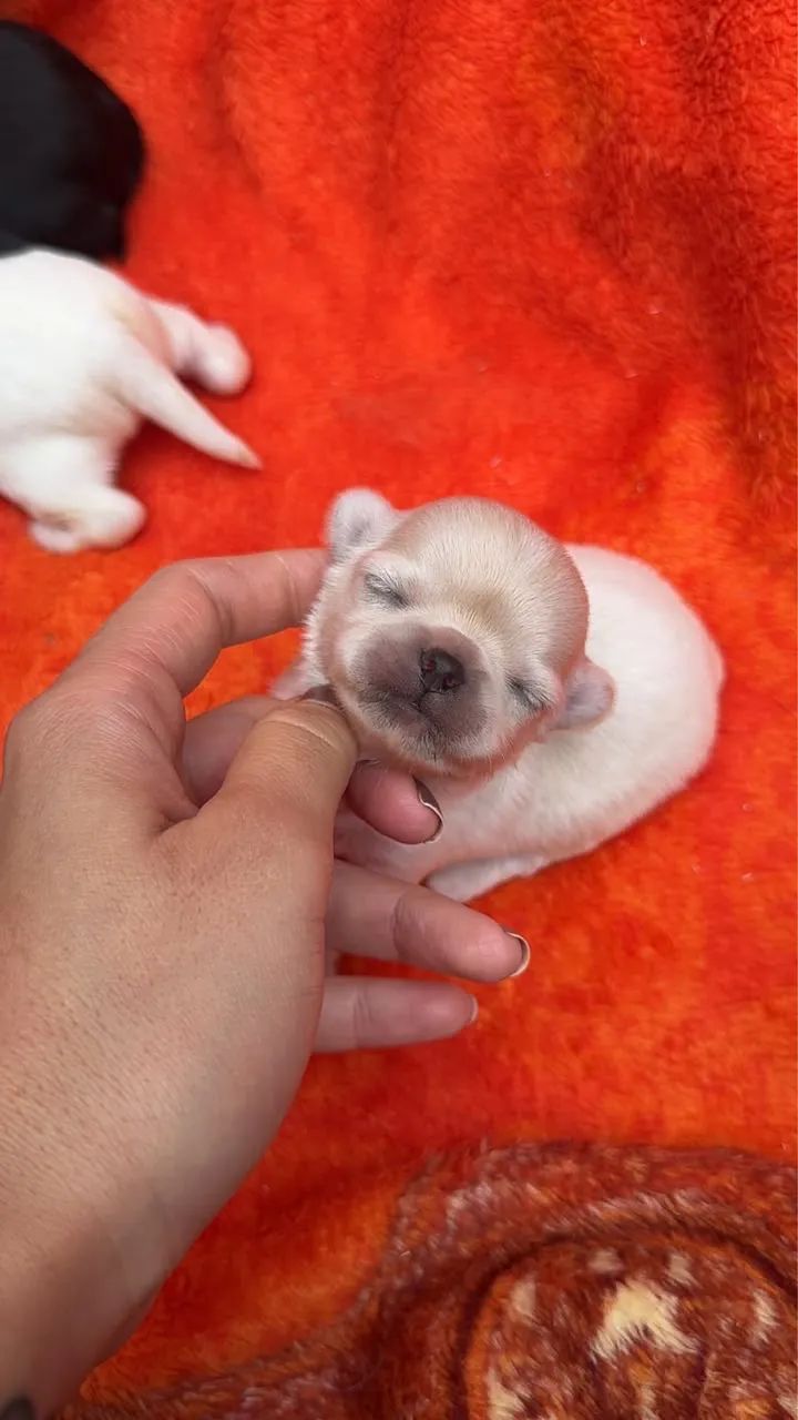 Filhotes de chihuahuas  - Foto 4