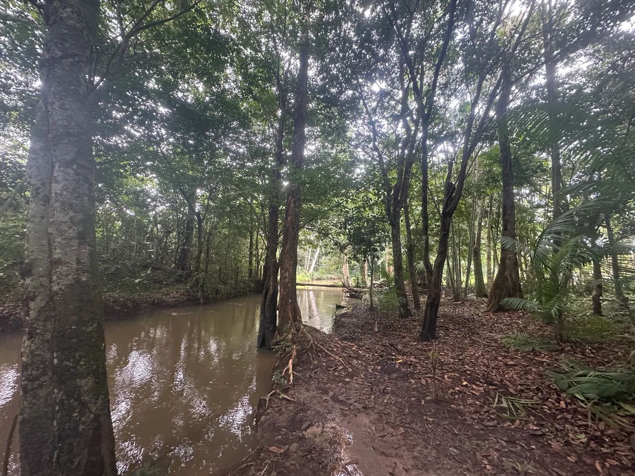 Chácara com Igarapé - Castanhal 1.436m2 - Foto 2