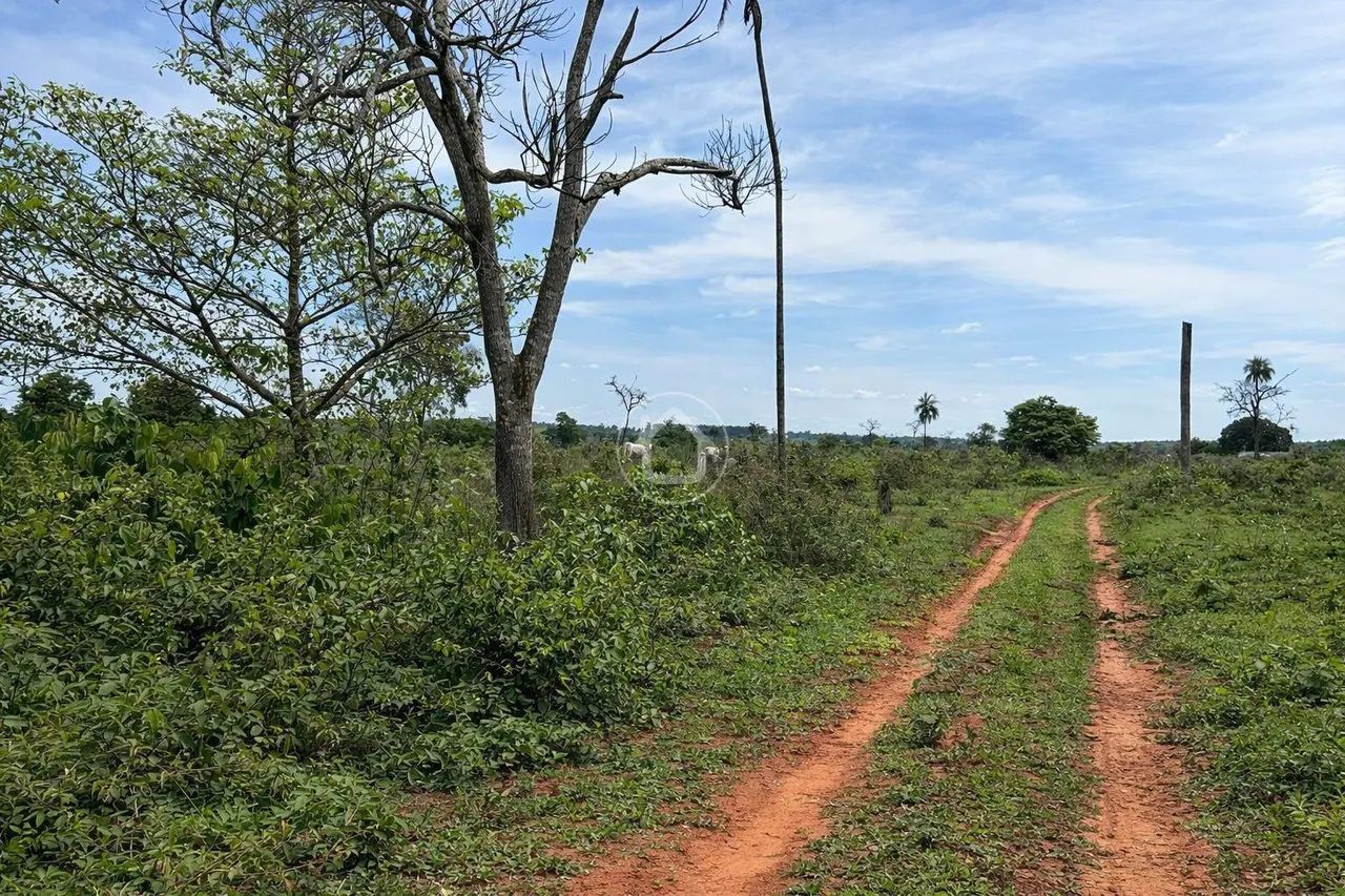 FAZENDA PARA CRIAÇÃO DE GADO -117 HA - ROCHEDO/MS - Foto 4