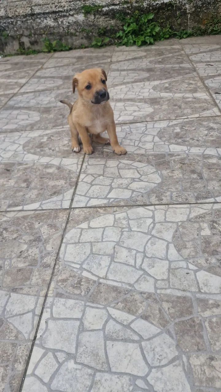 Doação  - Foto 4