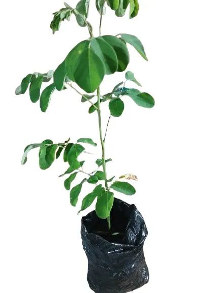 Moringa  aleífera  kit 2 muda 35 cent. - Foto 4