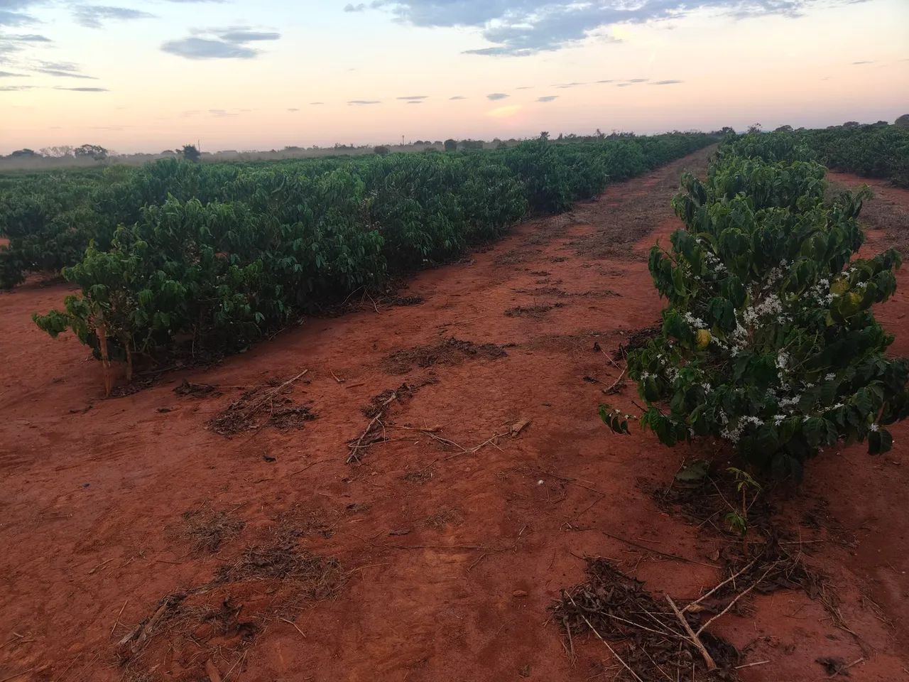 FAZENDA DE CAFÉ COM ALTA PERFORMANCE COM 470HEC, NA COMARCA DE PRESIDENTE OLEGÁRIO - Foto 4