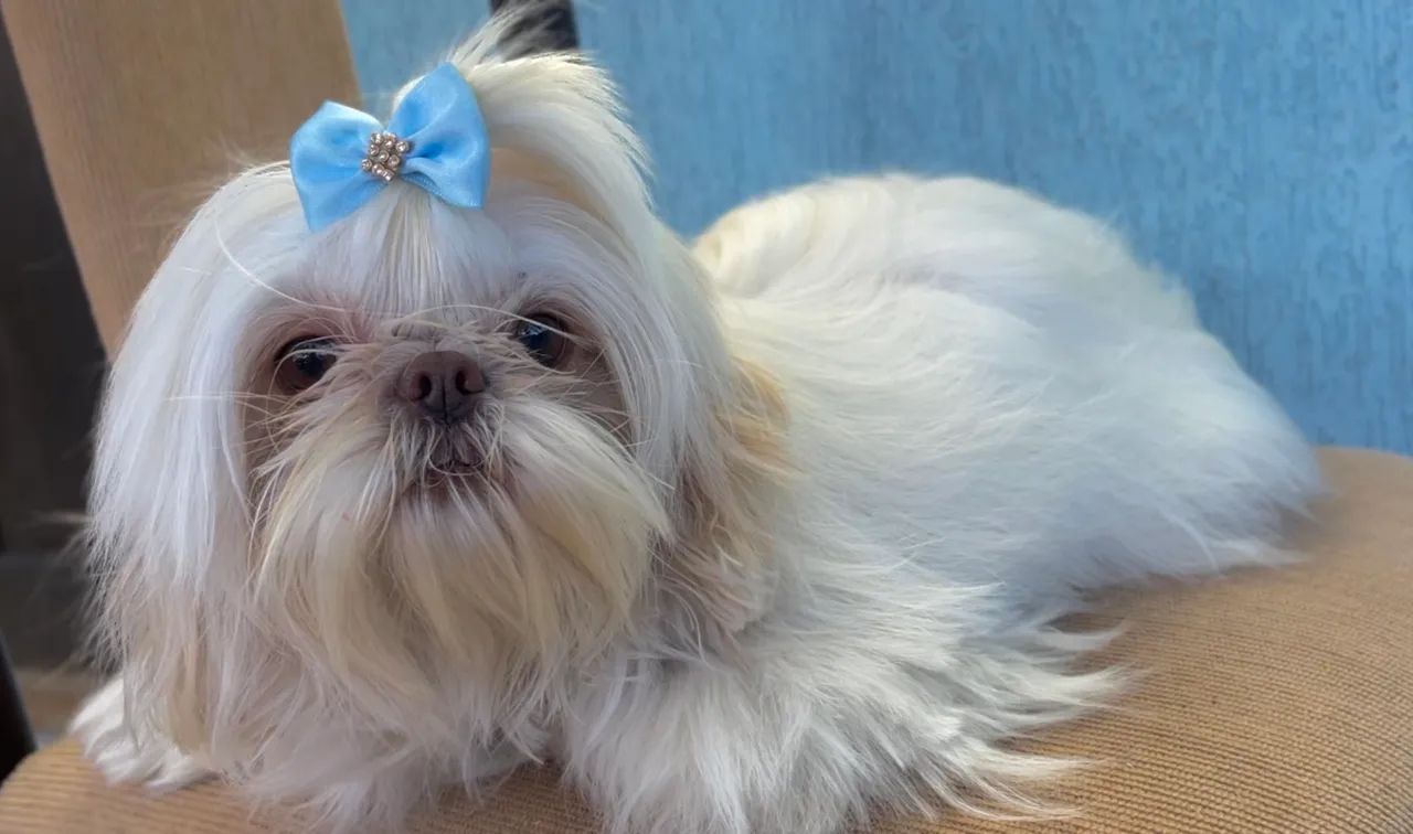 Shihtzu macho para cruzar  - Foto 3