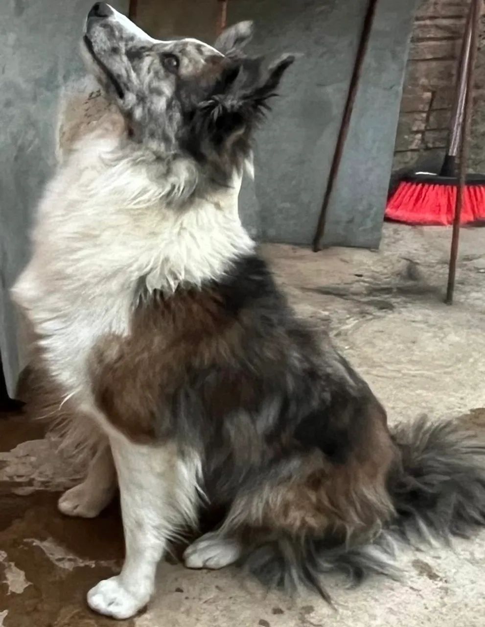Doa-se boder collie fêmea  - Foto 2