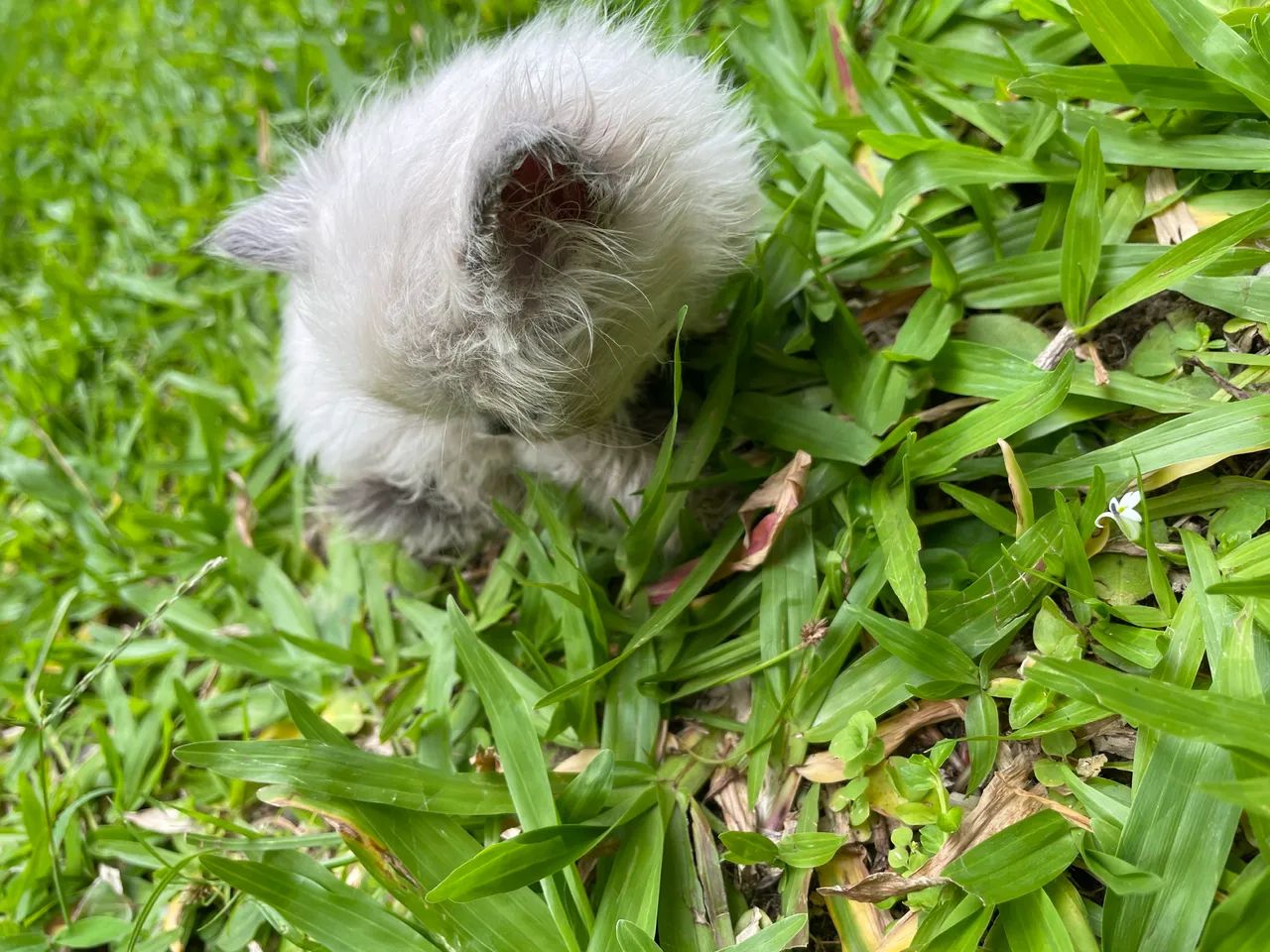 Persa himalaia femia - Foto 4