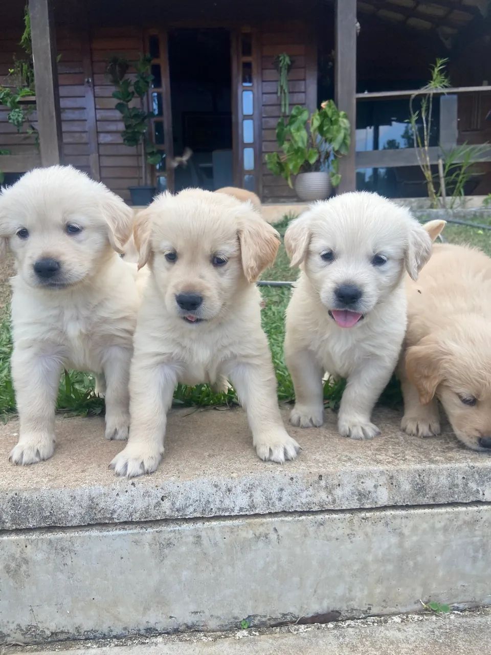 Golden retriever  - Foto 5