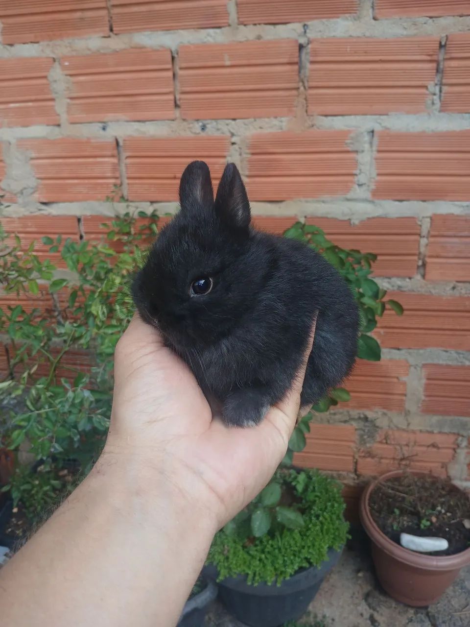Mini Coelho netherland  - Foto 3