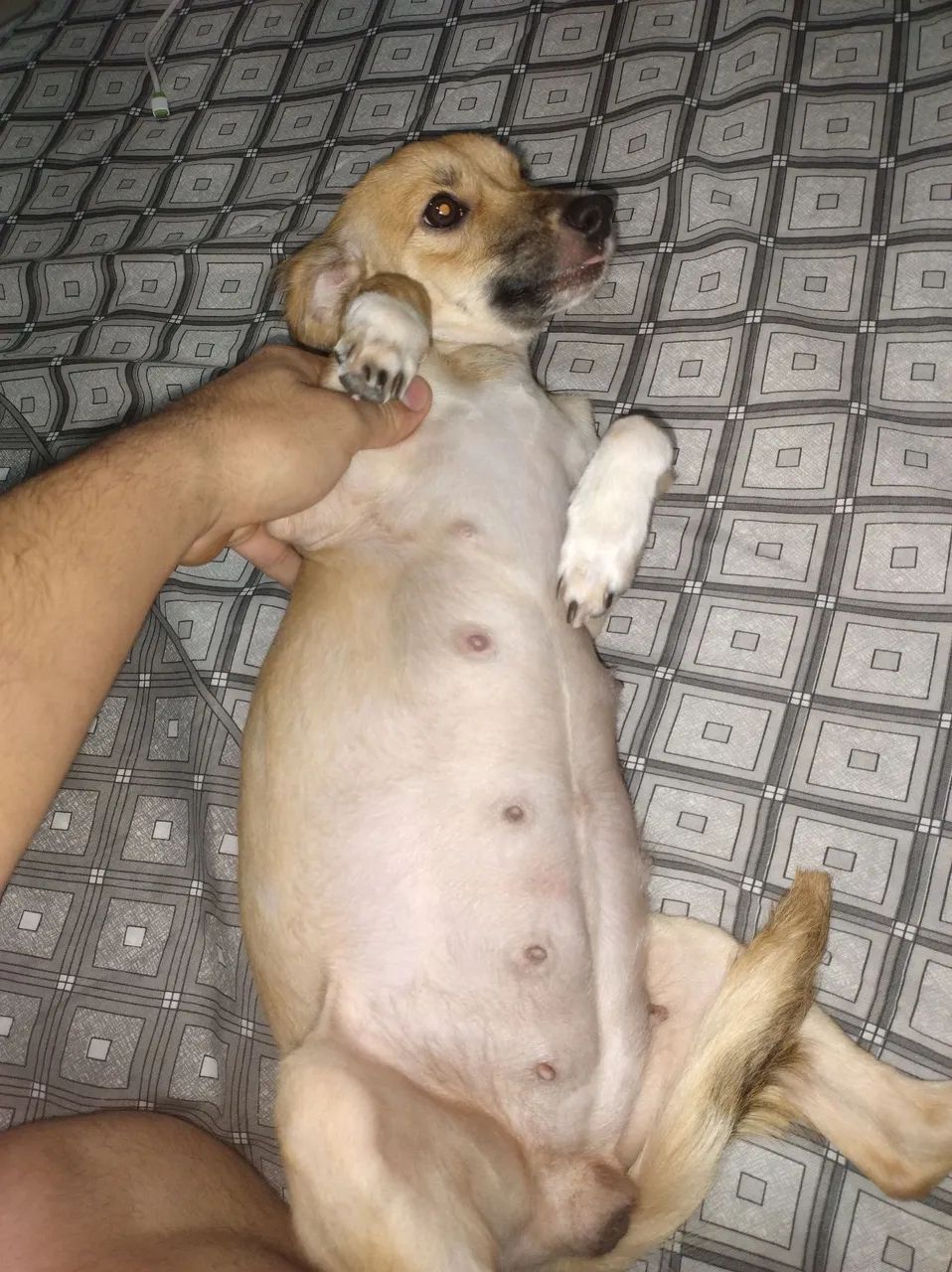 Cachorro para adoção  - Foto 5