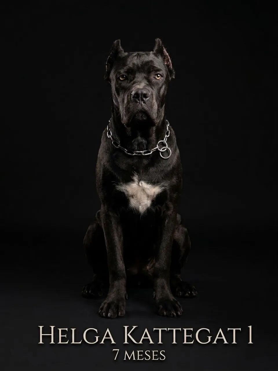CANE CORSO - Foto 5