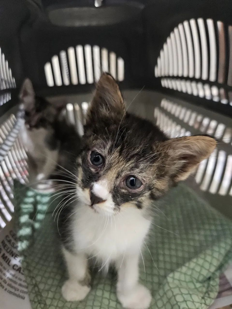 Doação gatinhos - Foto 4