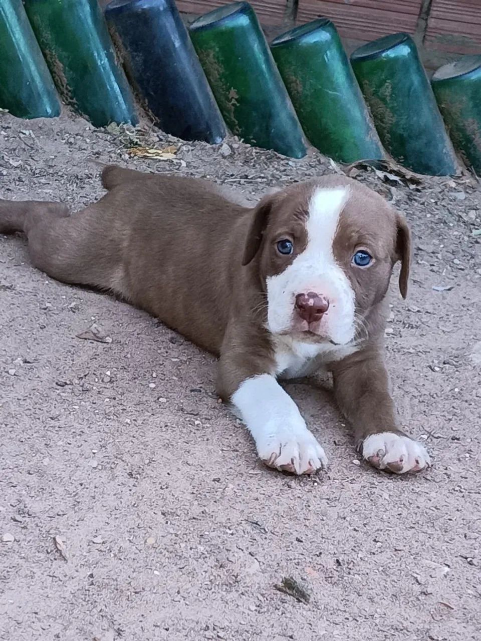Filhotes de pitbull 
