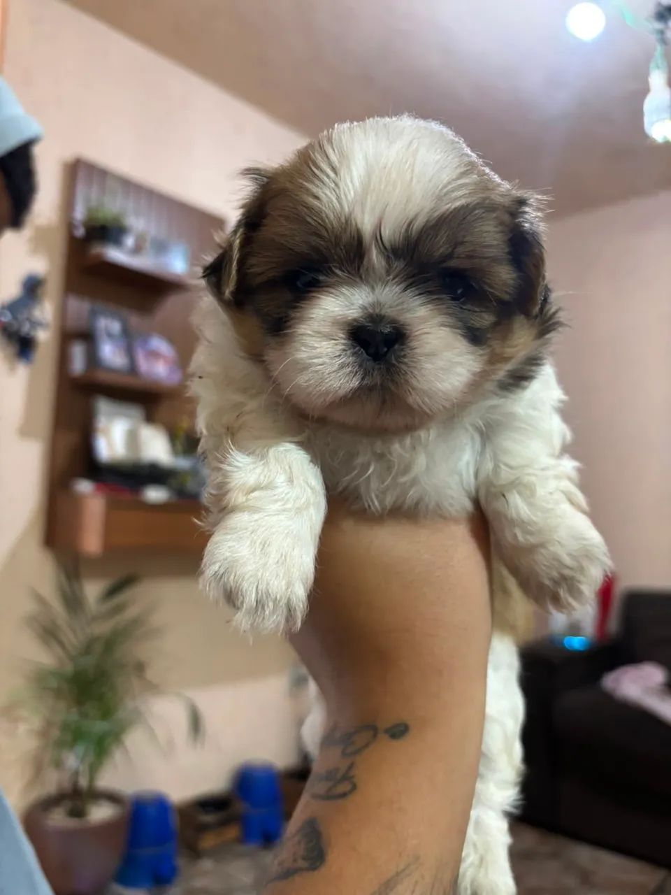 Shih-tzu  - Foto 3