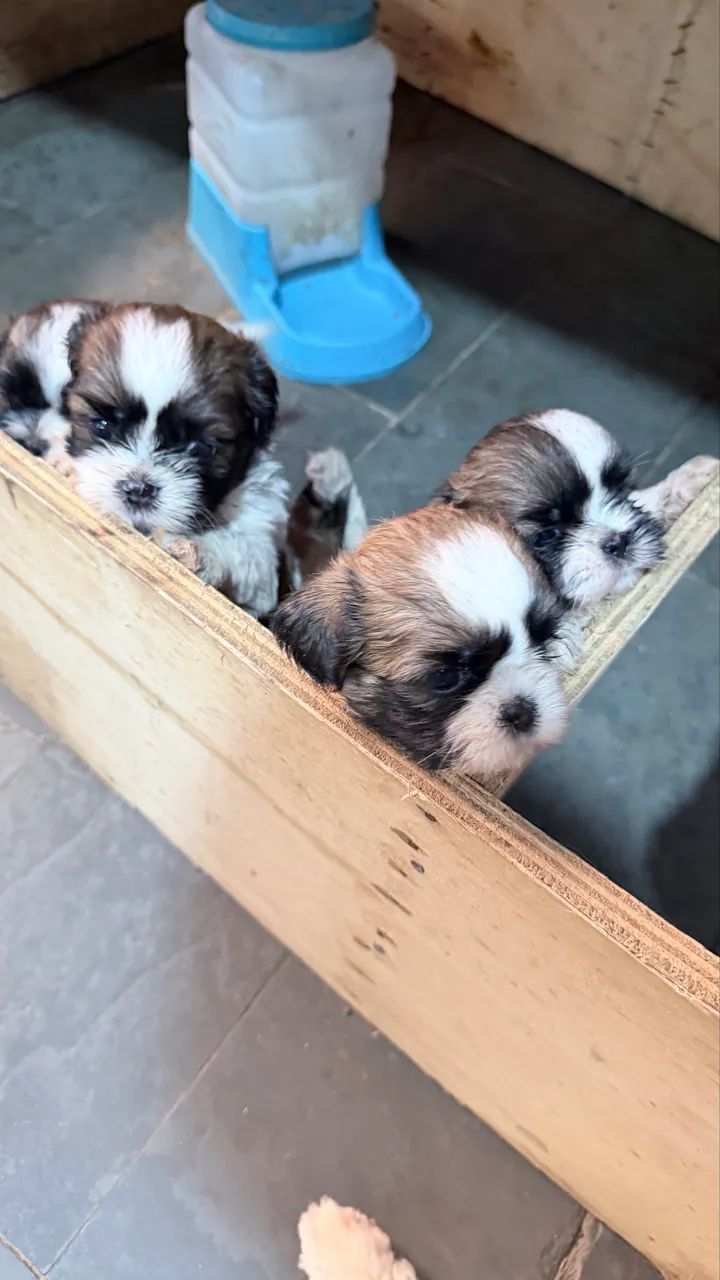 shih-tzu - Foto 3