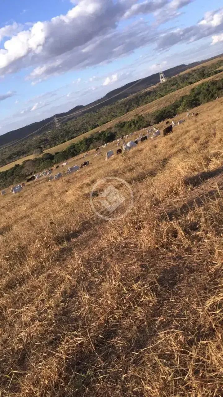 FAZENDA DE OPORTUNIDADE  SILVÂNIA/GO codigo: 309203 - Foto 3