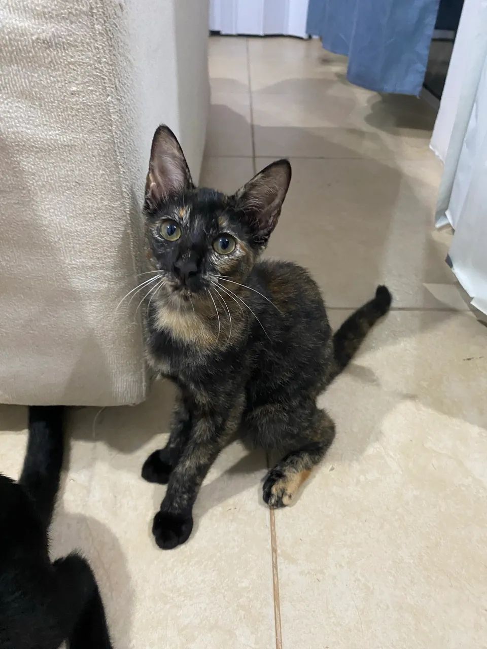 Doação Responsável  - Foto 2