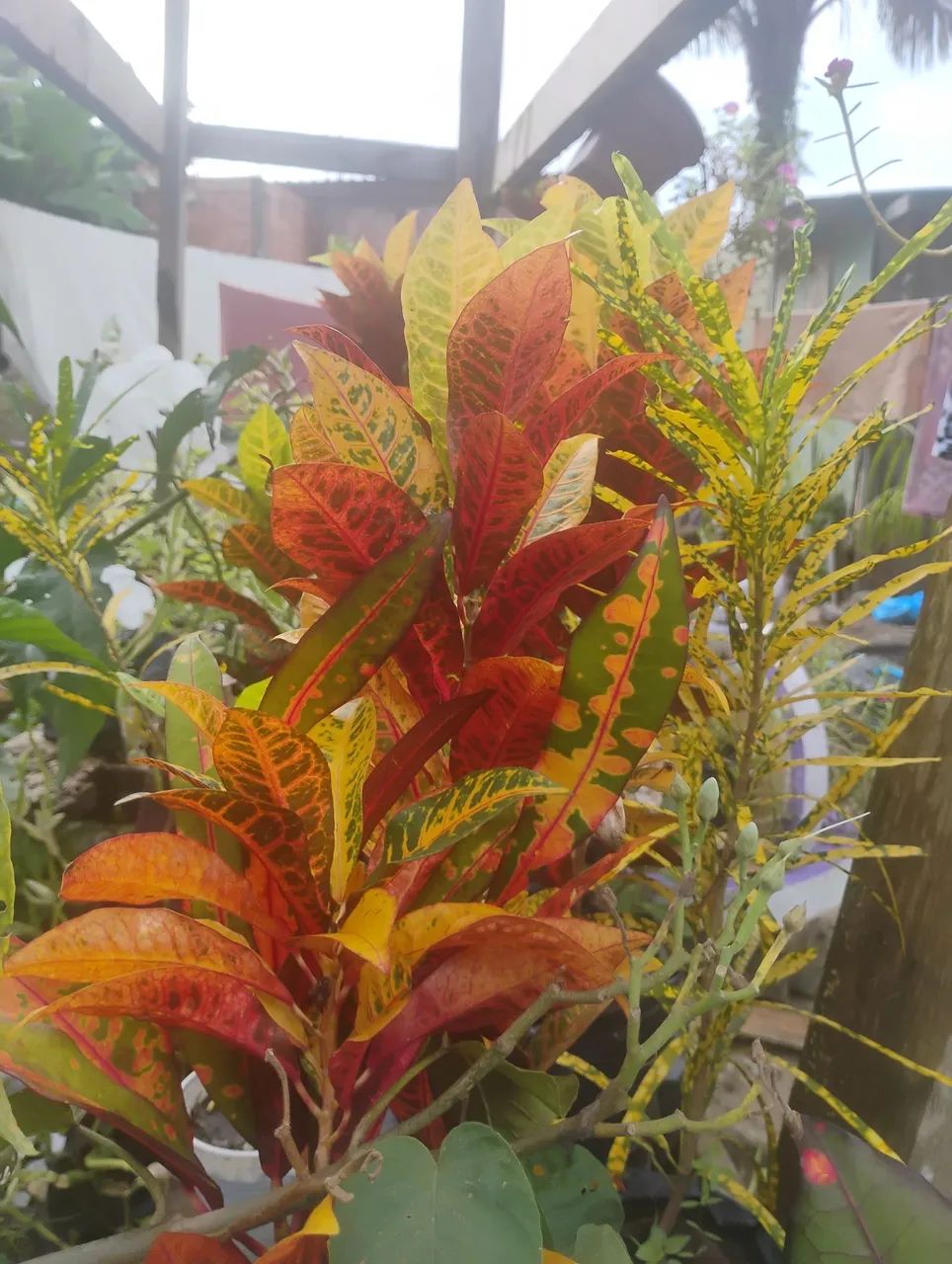 Vendo mudas de croton  - Foto 5