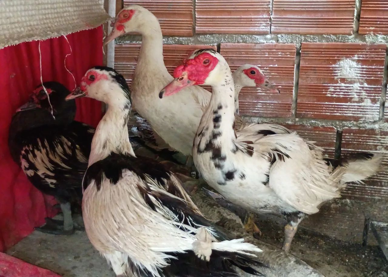 Pato e Patas  - Foto 3