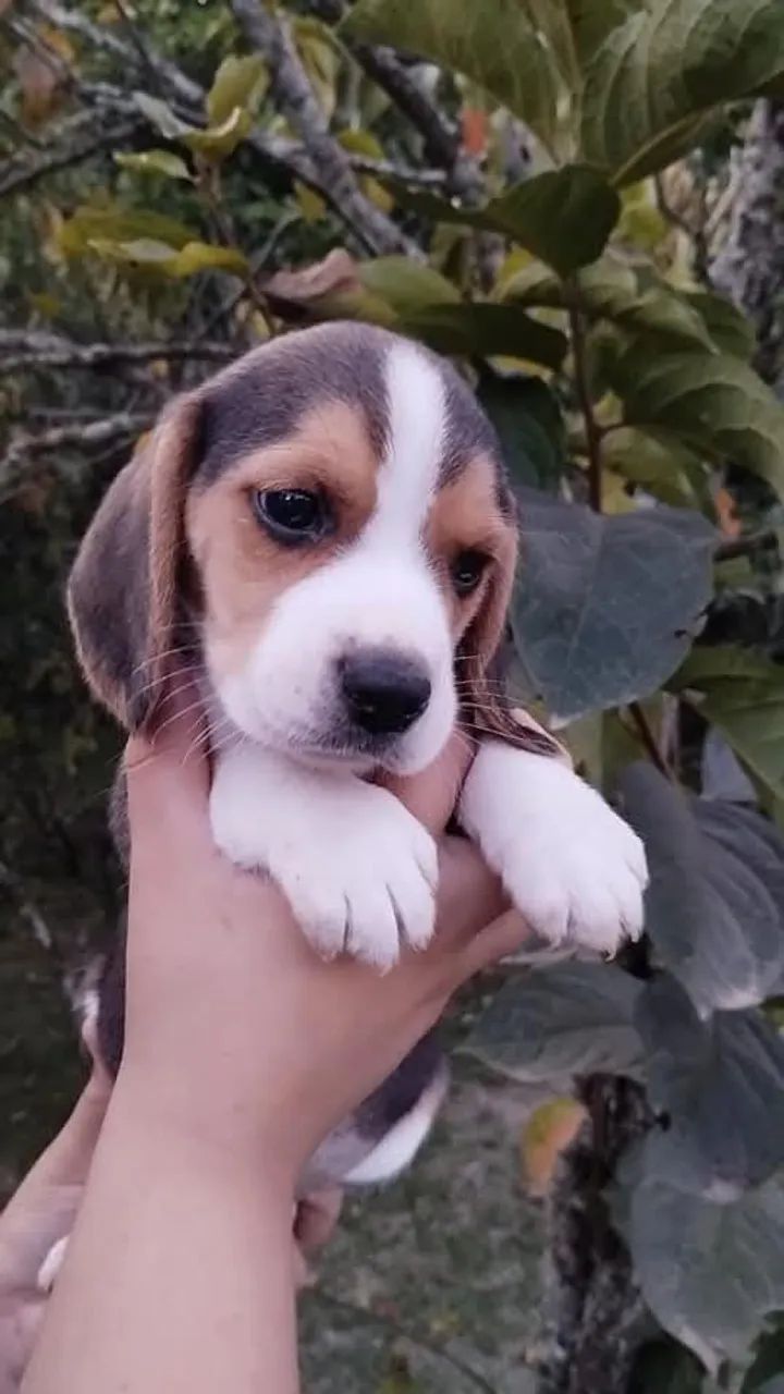 Beagle lindos filhotes  - Foto 4
