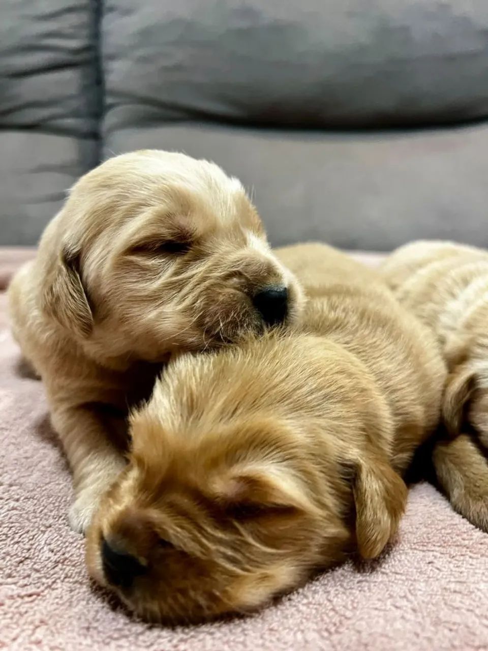 GOLDEN RETRIEVER - Foto 2