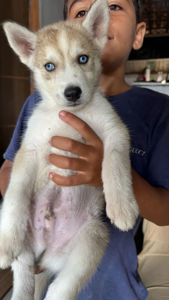 Filhote husky  - Foto 3