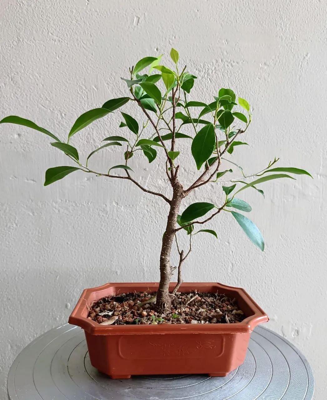 Pre bonsai ficus retusa 03 anos - Jardinagem e Plantas - Rincão