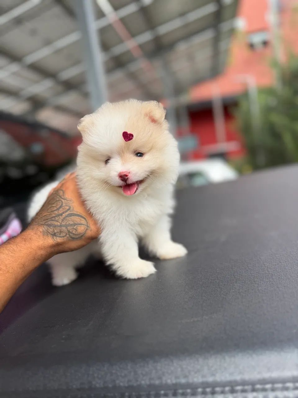 Spitz alemão anão 