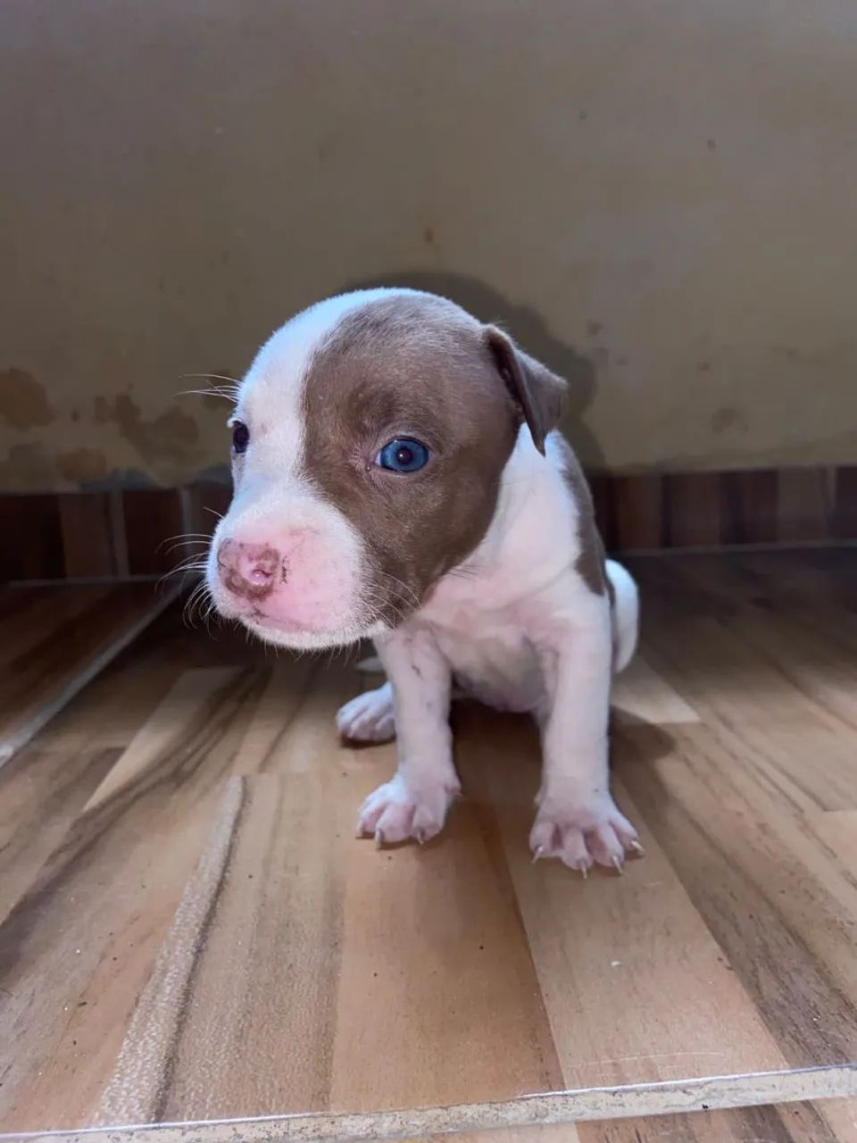 Cães de boa Genética  - Foto 3