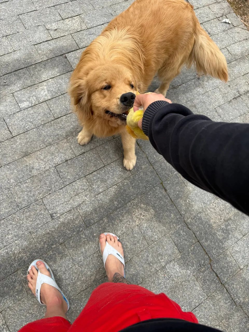 procuro macho pra cria  - Foto 4