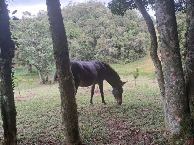 Lindo Sitio em Rancho Queimado - Foto 3
