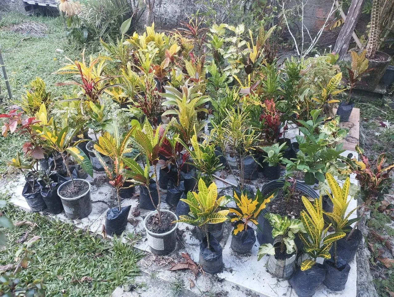 crótons variados - Foto 2