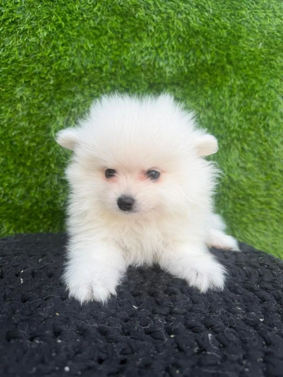 Spitz alemão - Foto 2