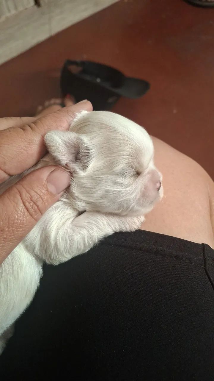 Cachorro shitzu  - Foto 4