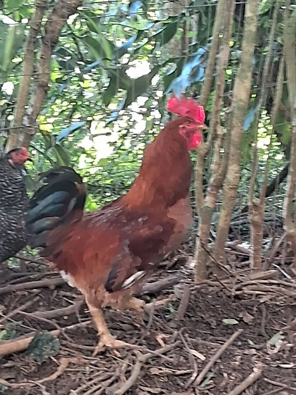 Vendo esses 2 galos  - Foto 4
