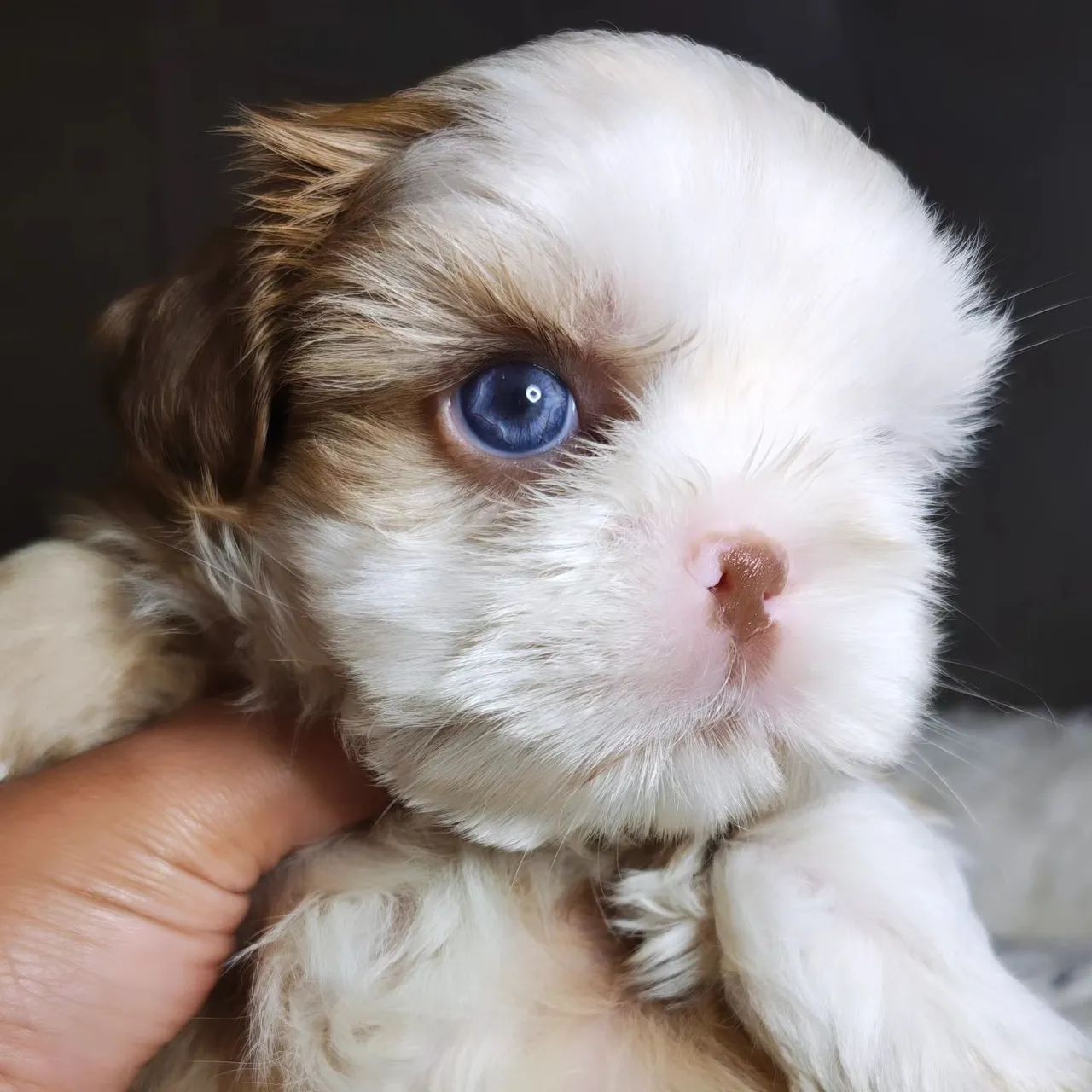 Shihtzu macho  - Foto 2