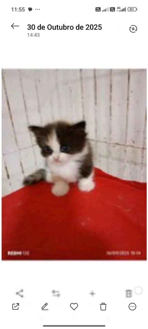 Munchking Middle leg  - Foto 5