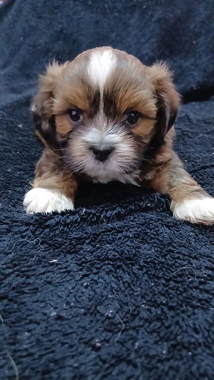 Cachorro  - Foto 3