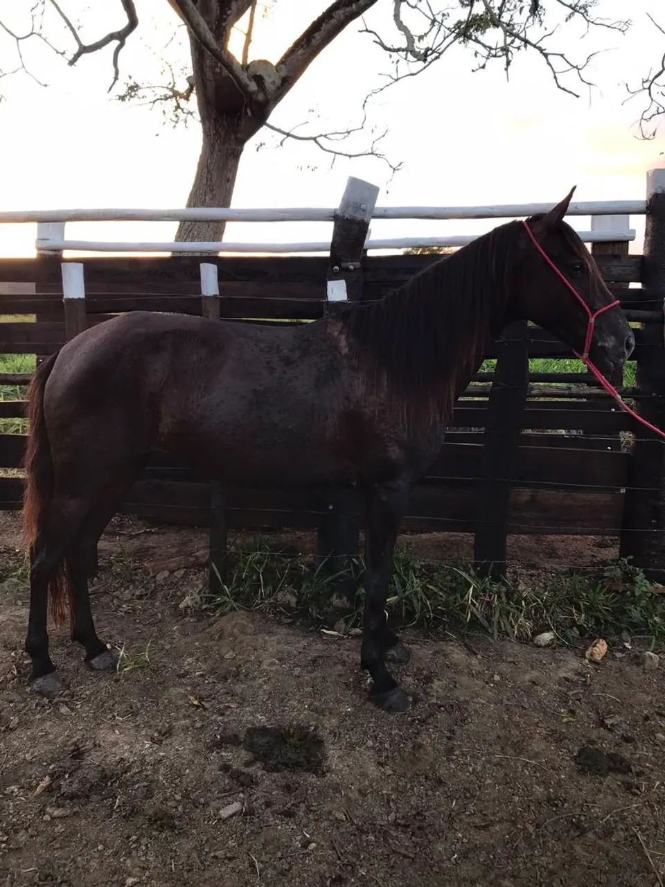 Vendo Eguinha Preta de Picado 
