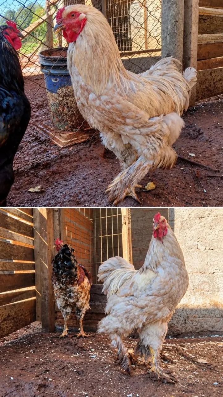 Galos e galinhas de raça  - Foto 5