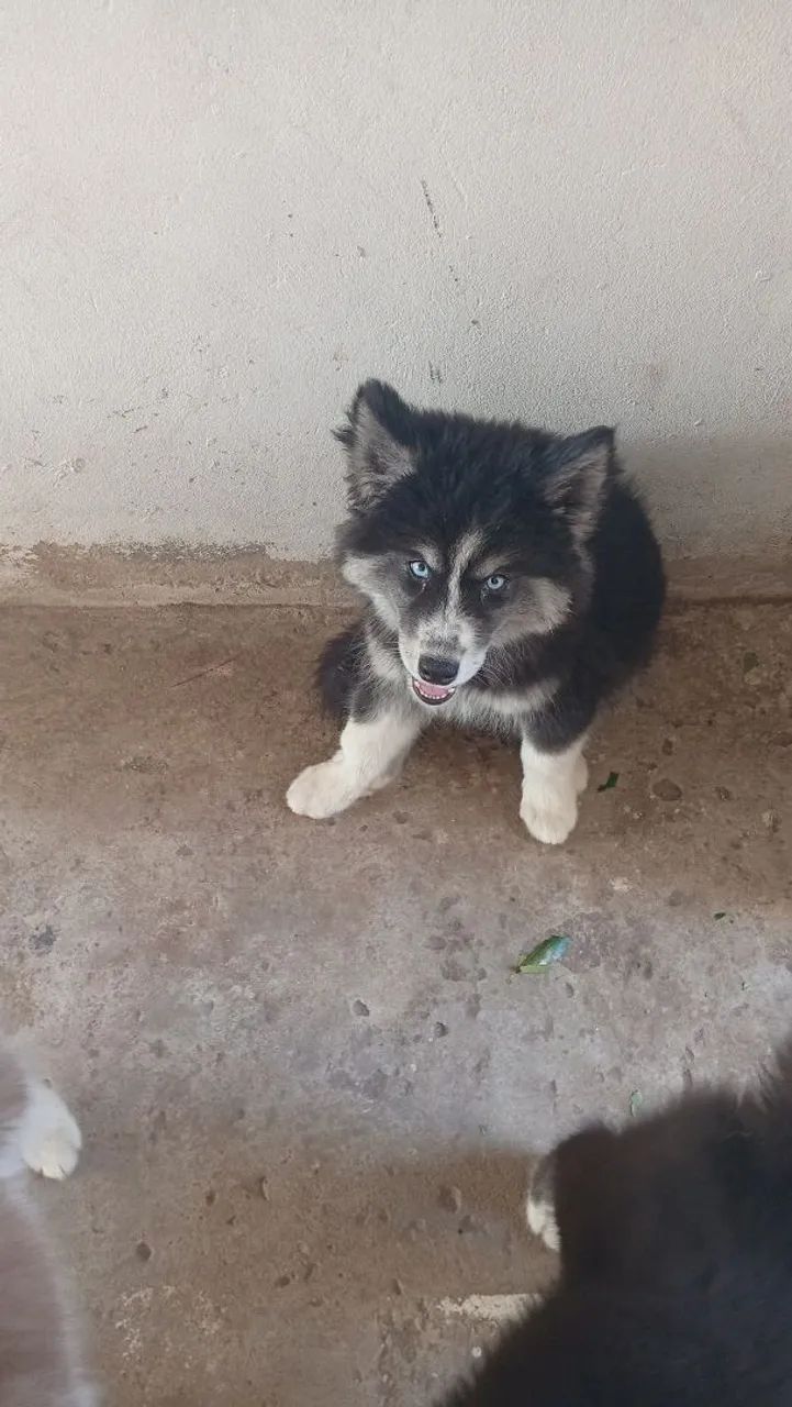 Vendo Husky Siberiano 