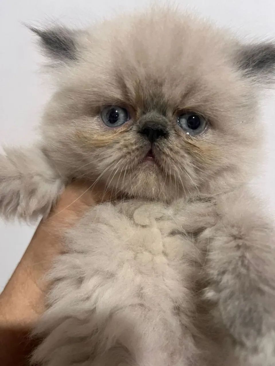 Para amantes de Gato¿