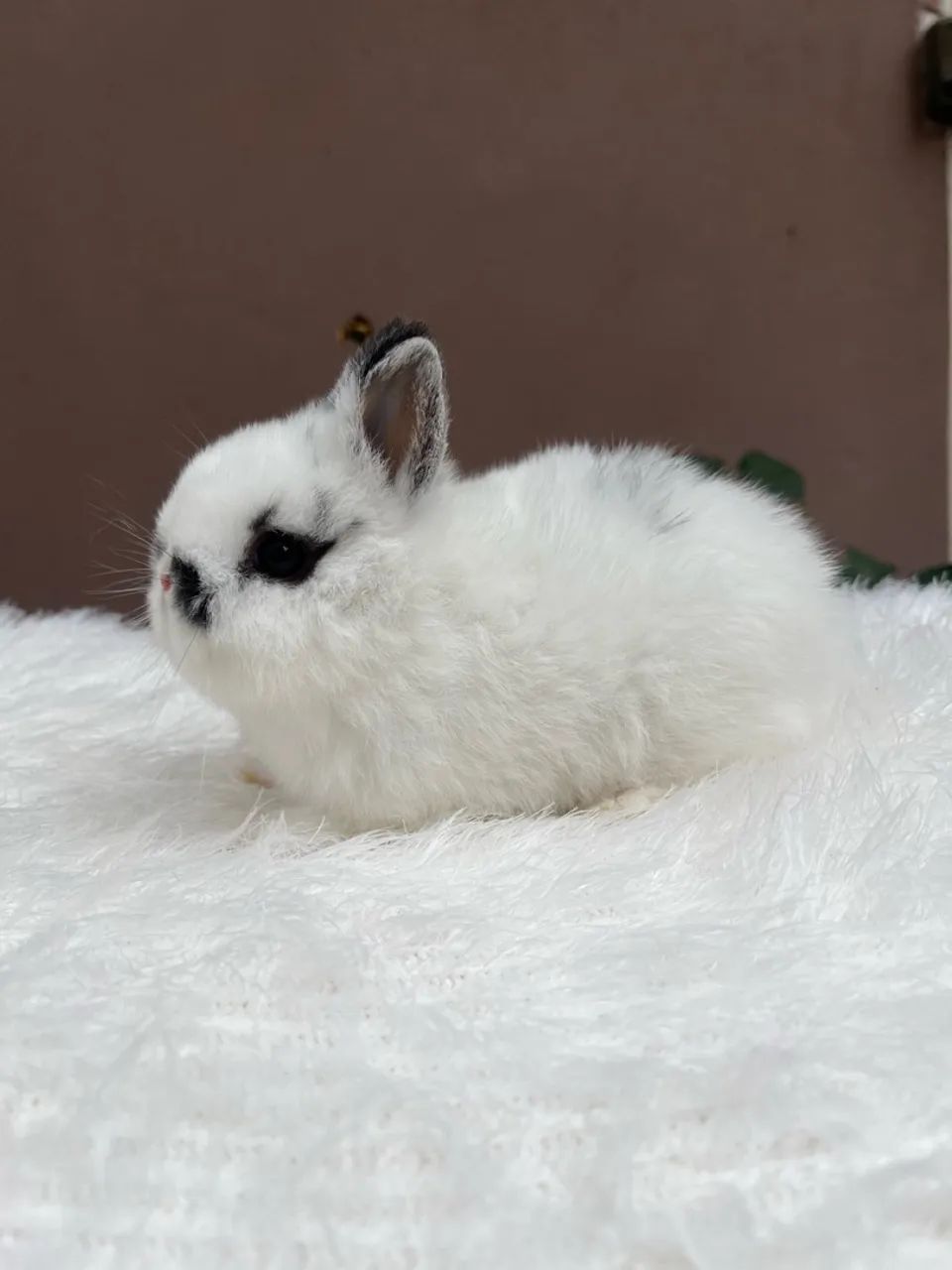 Mini coelho - Foto 4
