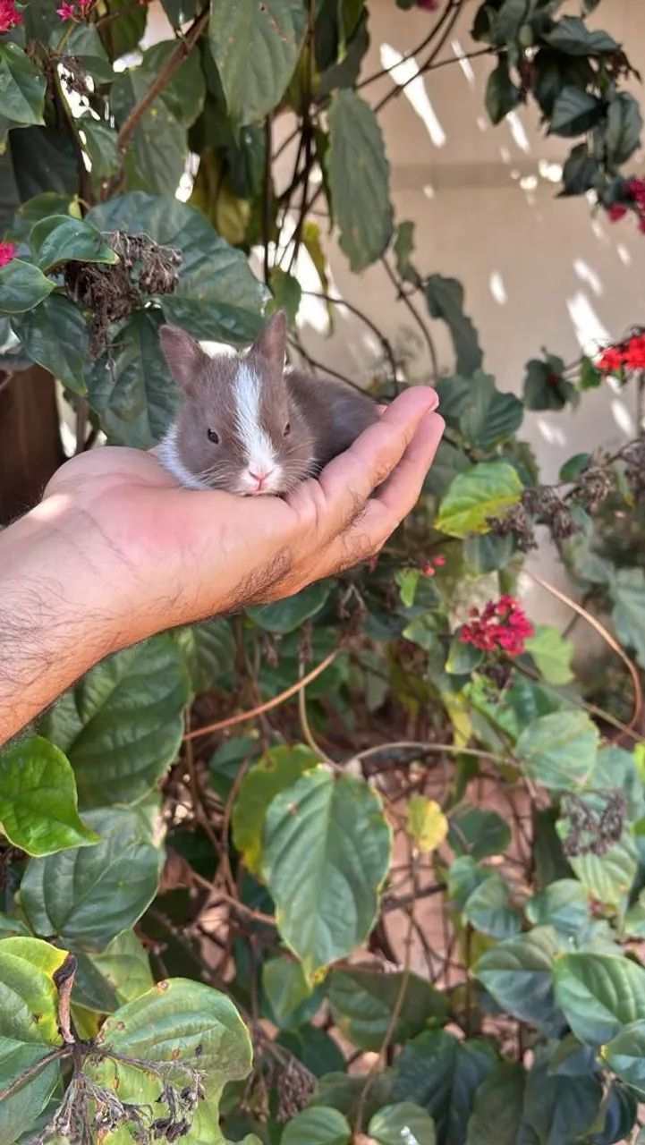 Coelhinhos anões ? - Foto 3