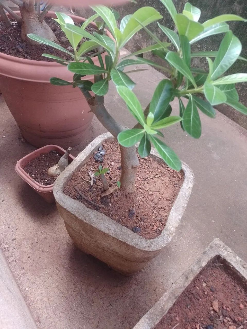Rosa do deserto + vaso de cimento  - Foto 2