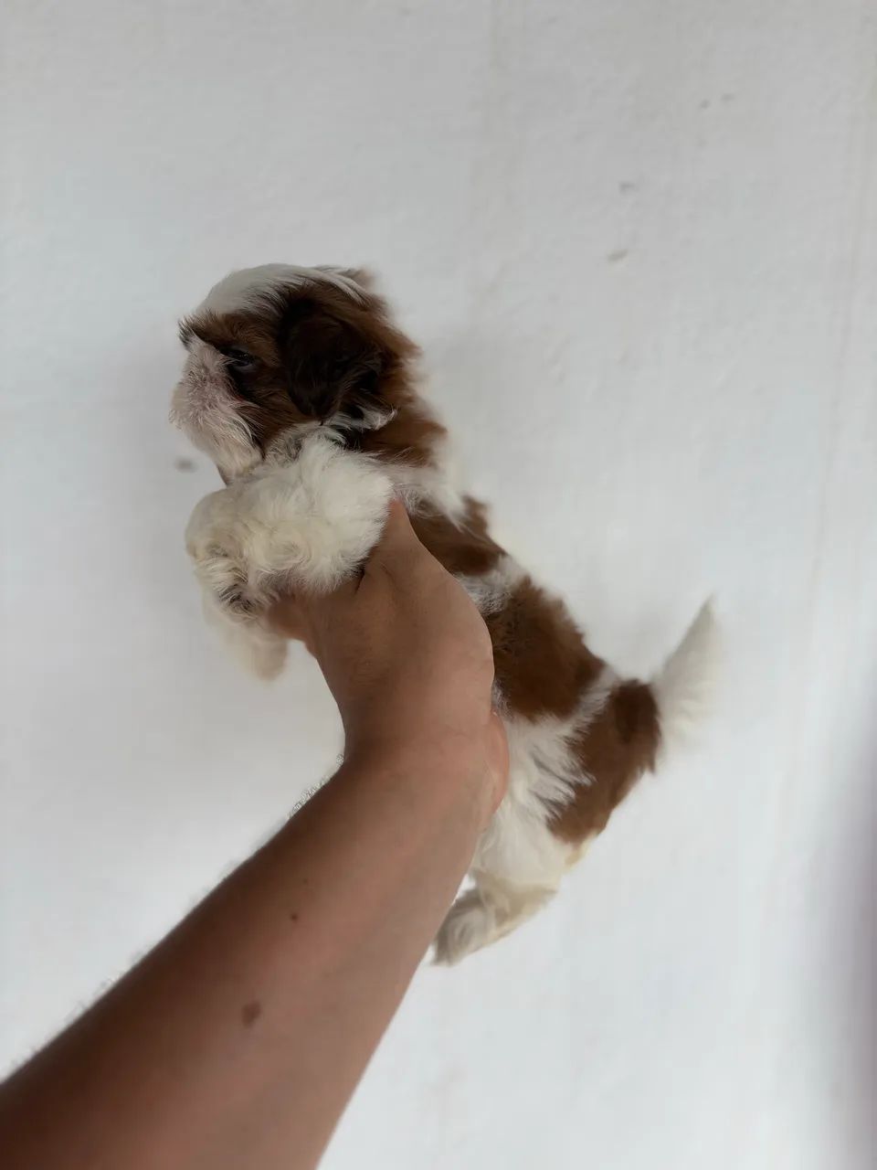 Shihtzu fêmea  - Foto 3