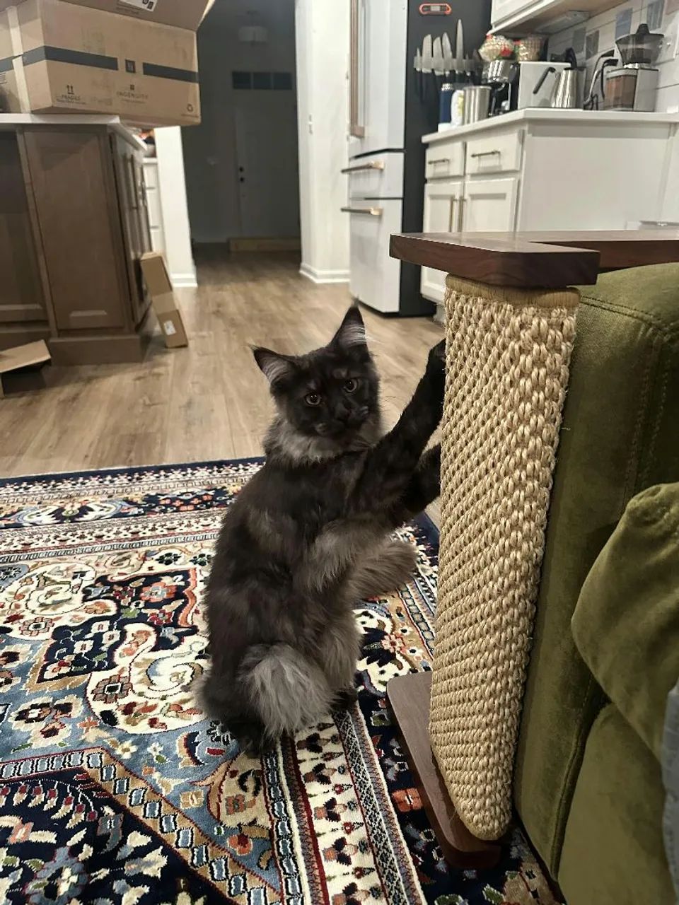 Arranhador e proteção de sofá para gatos. - Foto 5